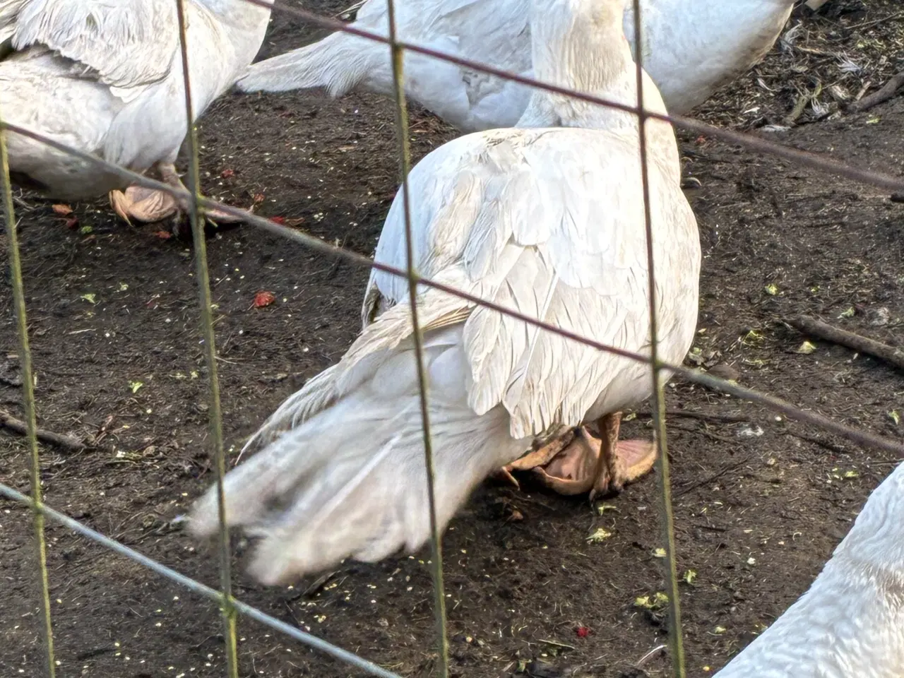 Billede 3 - Moskusænder