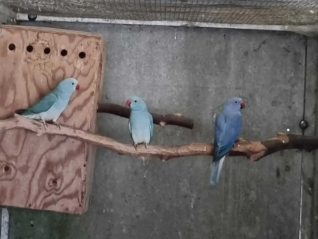 Billede 1 - Alexander parakitter 