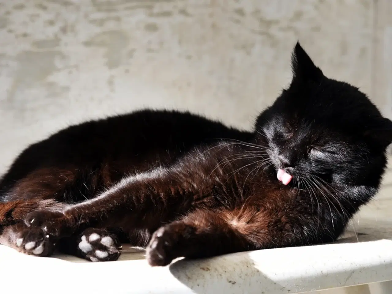 Billede 6 - British Bombay male cat