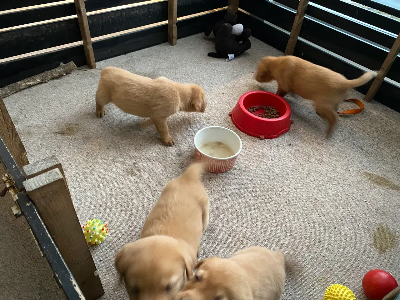 Billede 5 - Hundehvalpe sælges