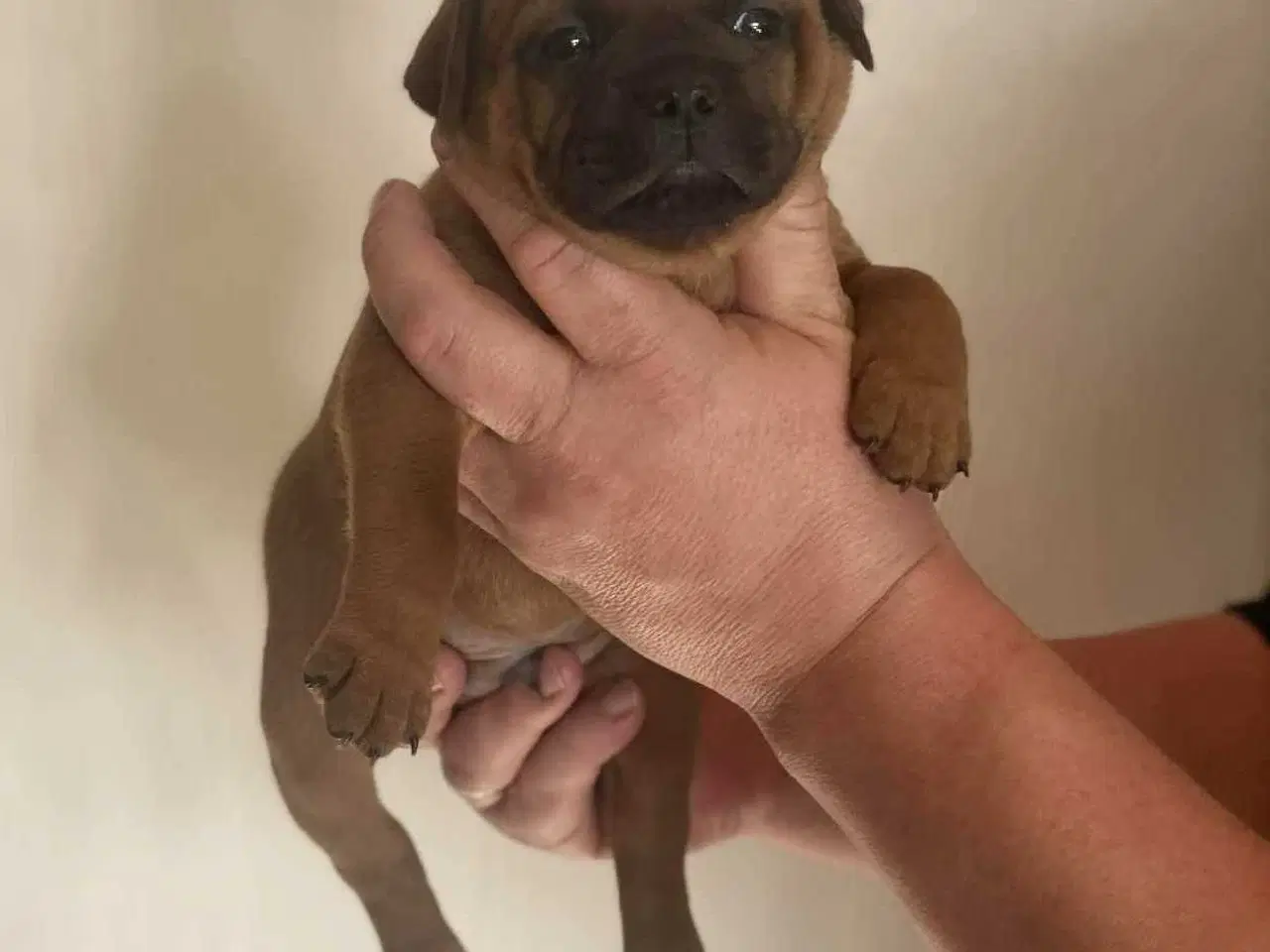 Billede 20 - Smukke Staffordshire Bull Terrier hvalpe DKK 