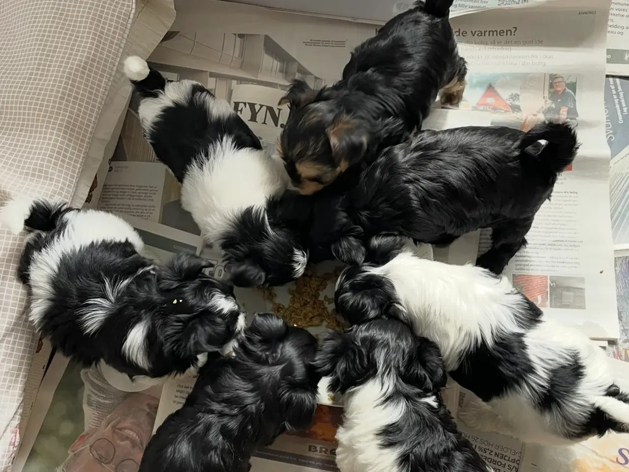 Billede 11 -  parring af Malteser /Yorkshire terrier 