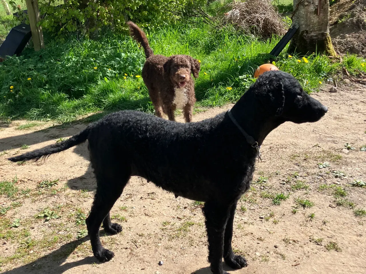 Billede 7 - Curly Coatted Retriever/ Lagotto Romagnolo 