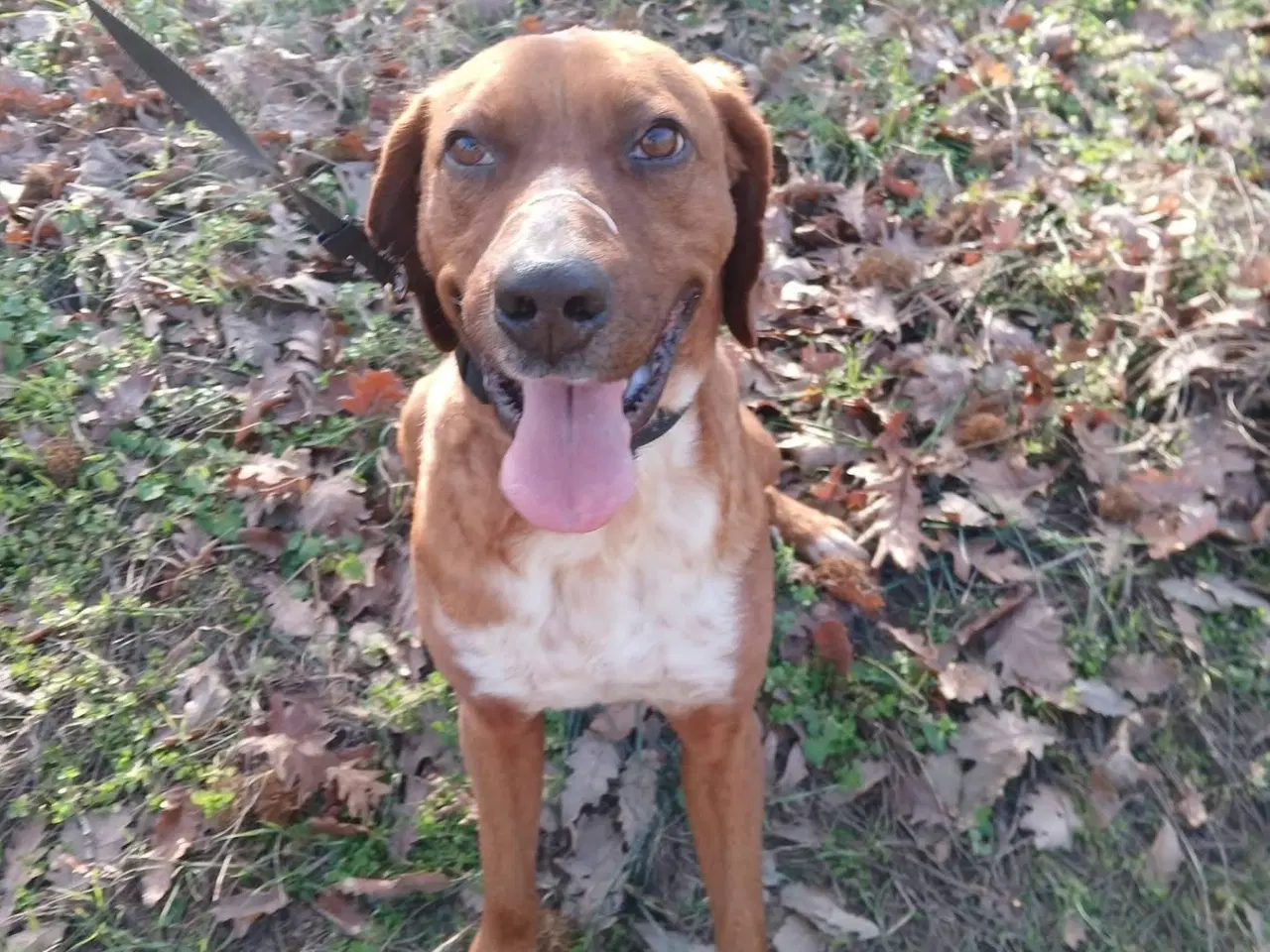 Billede 2 - Skønne Wapi leder efter sin 4-ever familie 🏡🥰