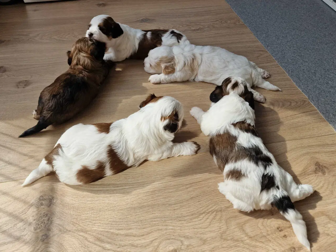 Billede 13 - Smukke Bichon Havanais hvalpe 