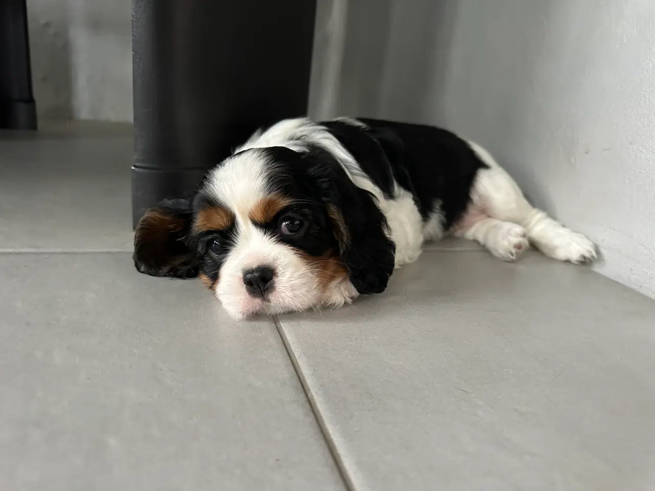 Billede 12 - Cavalier-tæver med DKK-stamtavle.