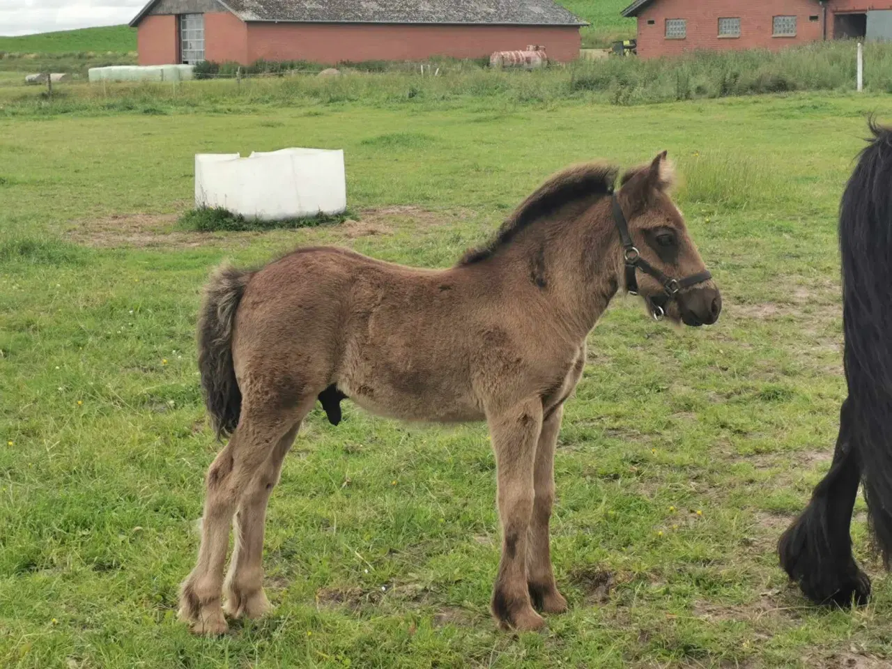 Billede 1 - Fell pony hingstføl 