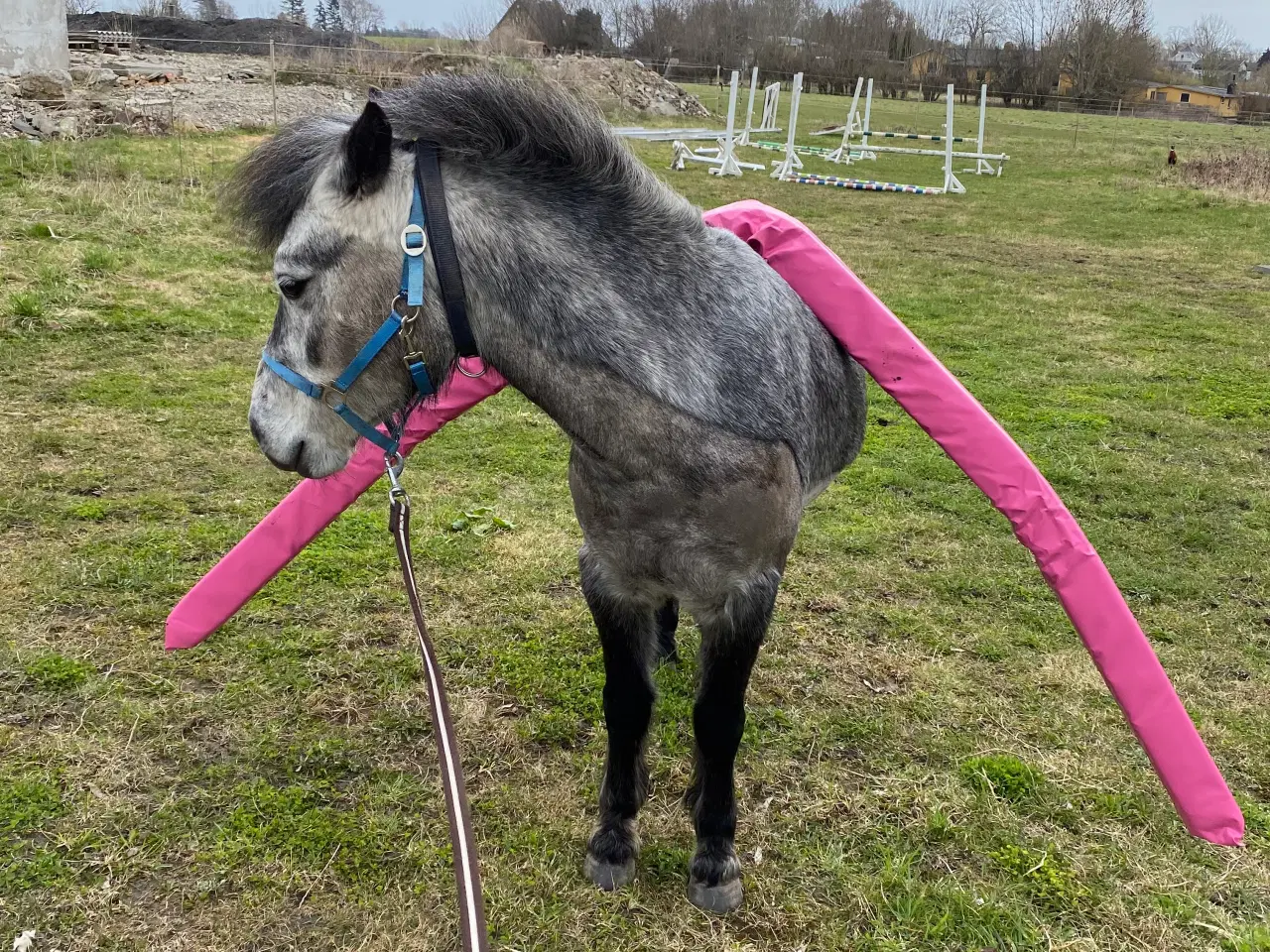 Billede 4 - Jake LF – 6 års Dartmoor vallak (ca. 126 cm)