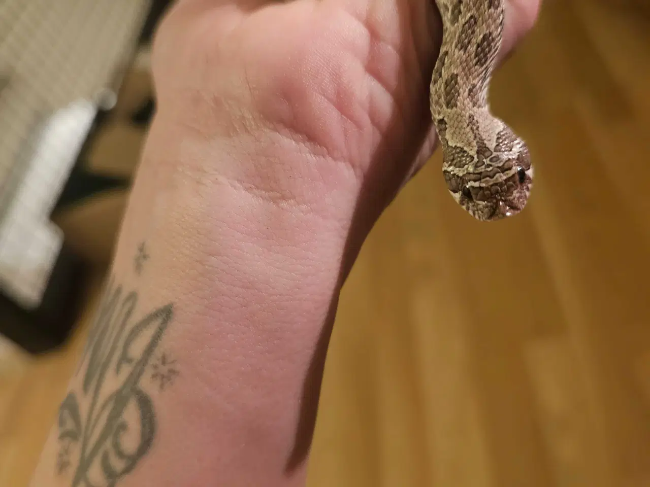 Billede 3 - Trynesnog