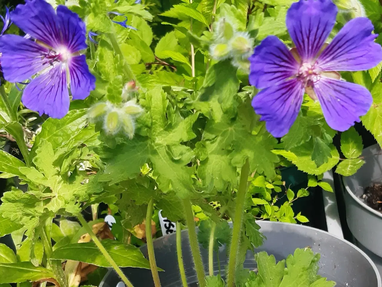 Billede 1 - Lilla geranium i potte 
