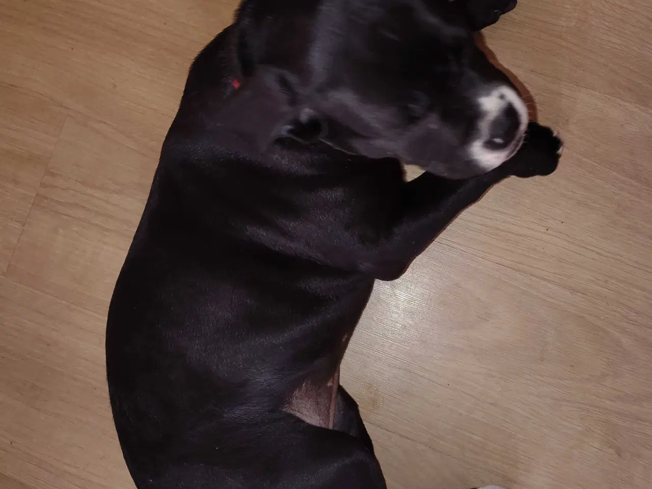 Billede 5 - Lækker blandings tæve