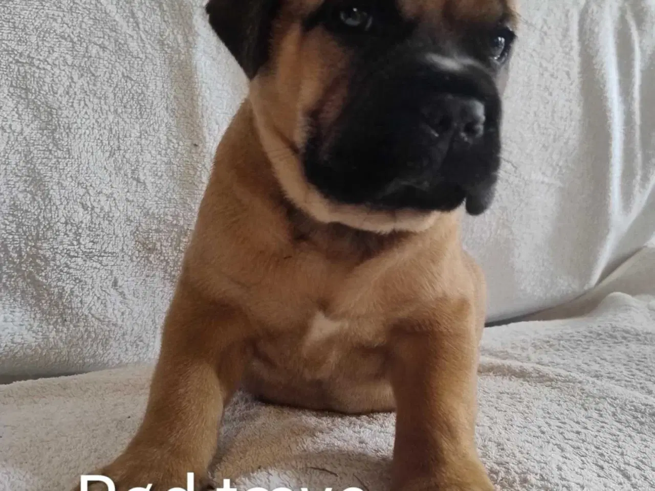 Billede 2 - Bullmastiff hvalpe, kan flytte 24. august
