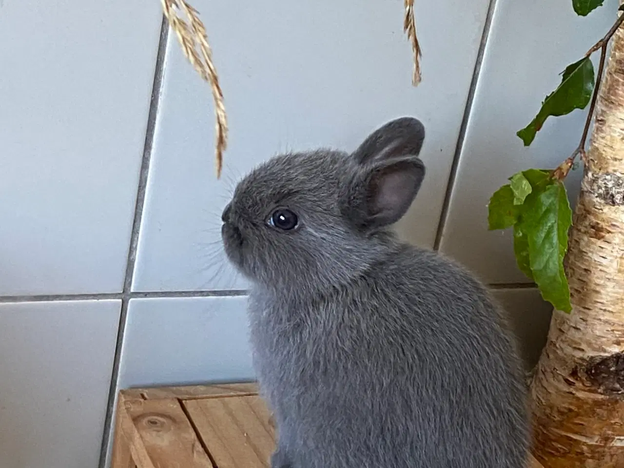 Billede 5 - Hermelin kanin unger Zobel blå