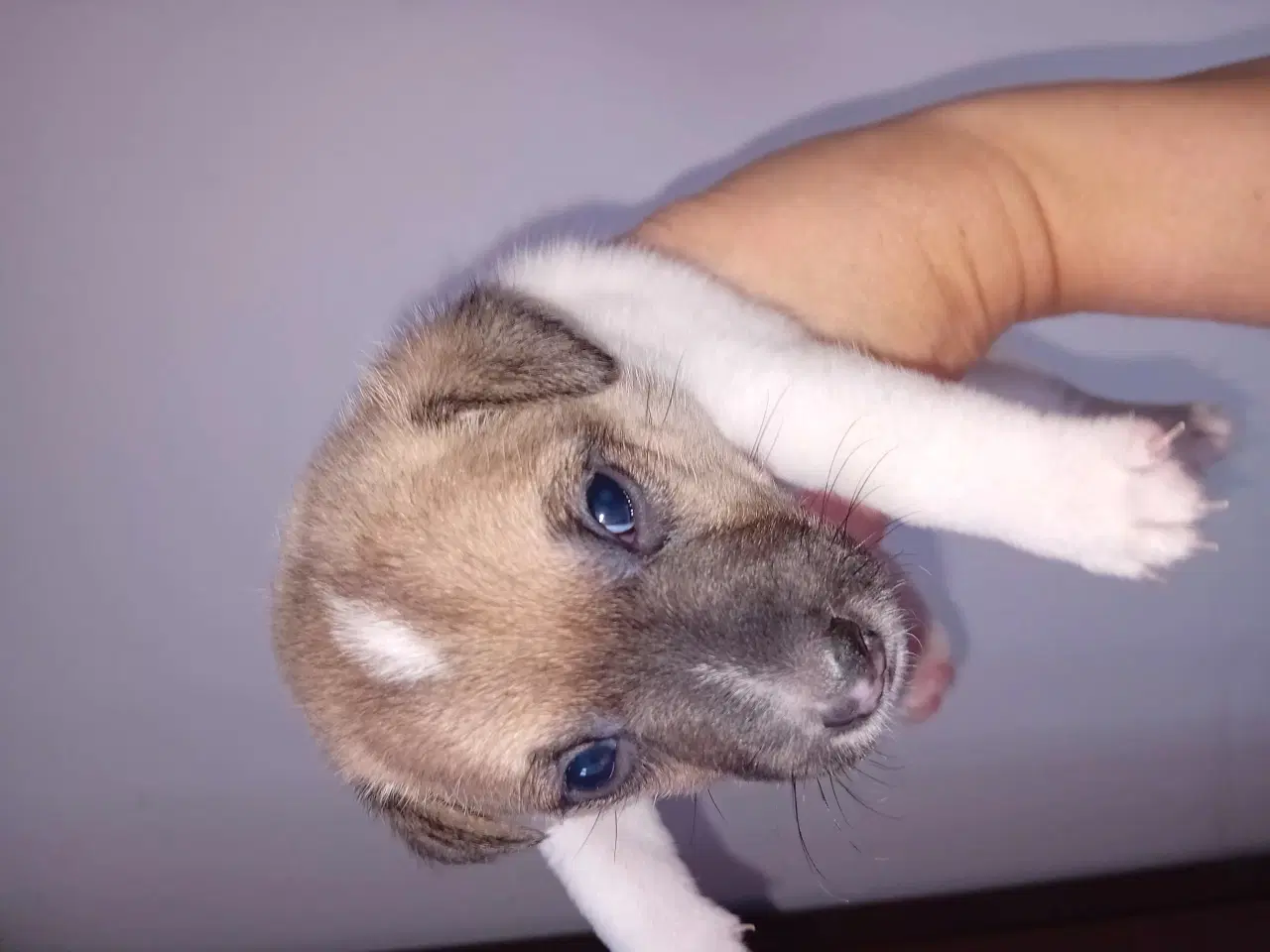 Billede 3 - Jack Russell terrier hvalpe 