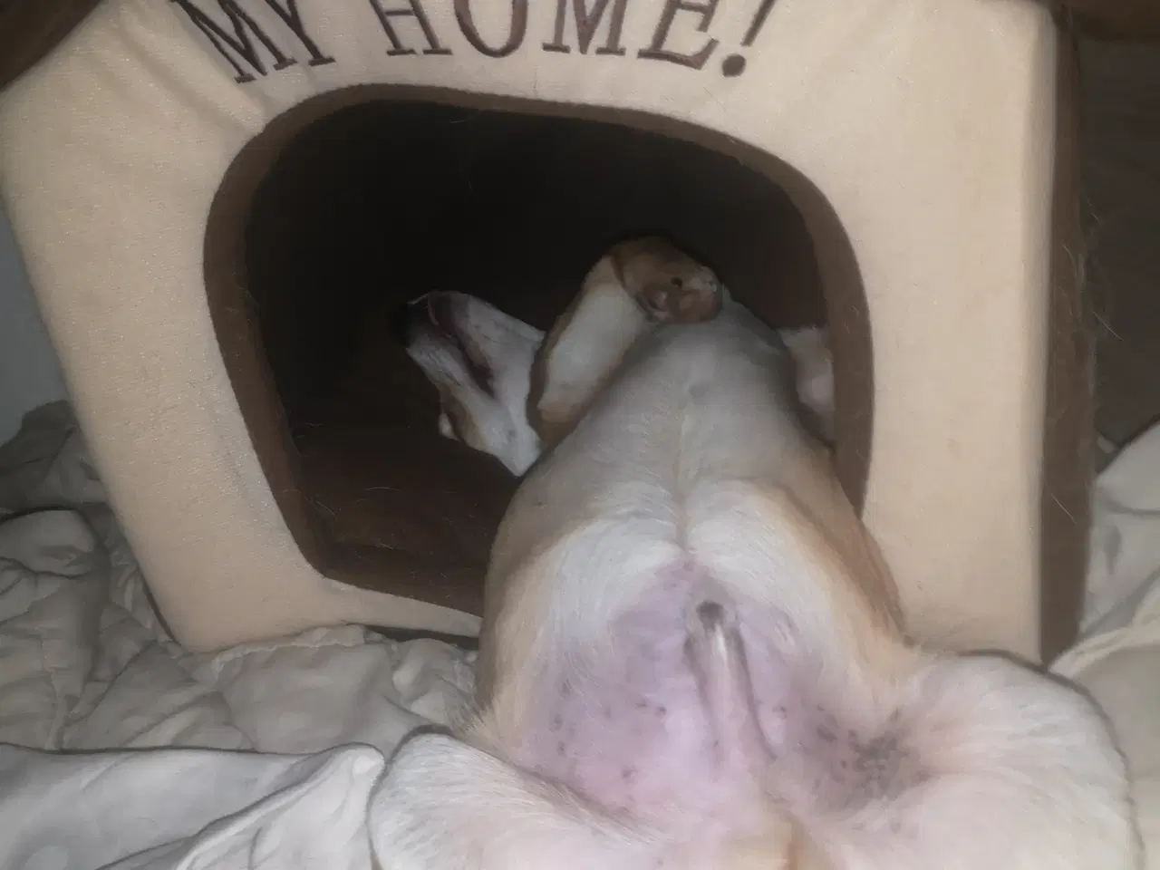 Billede 8 - Patrocle i pleje i DK