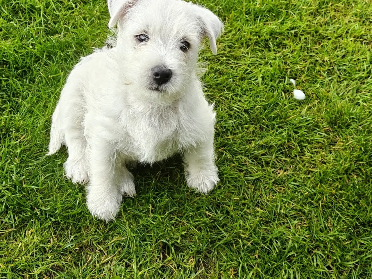Billede 6 - Westie en han tilbage 