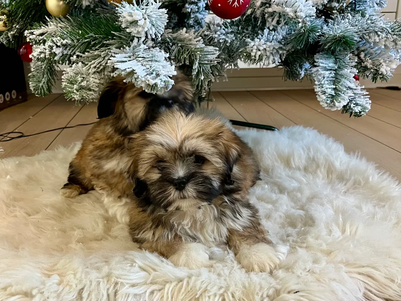 Billede 2 - Lhasa Apso hvalpe 