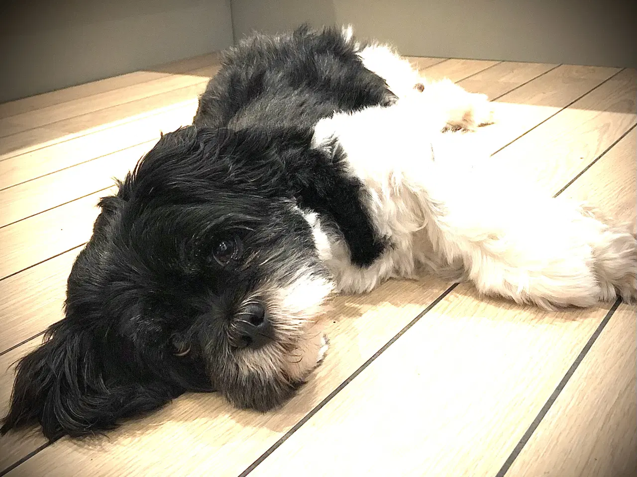 Billede 9 - Skønne plettede Lhasa-doodles hvalpe