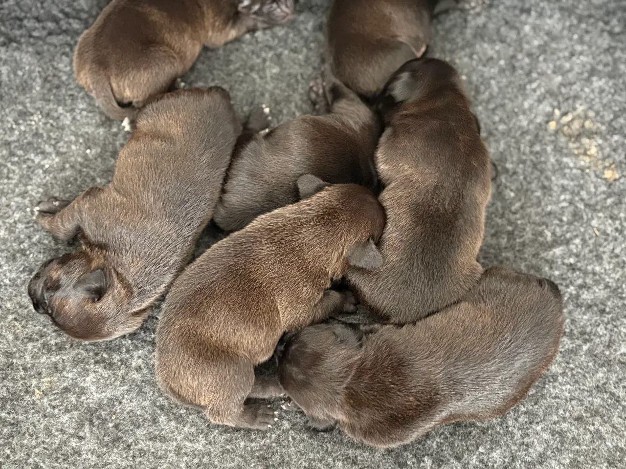 Billede 5 - Staffordshire Bullterrier med stamtavle