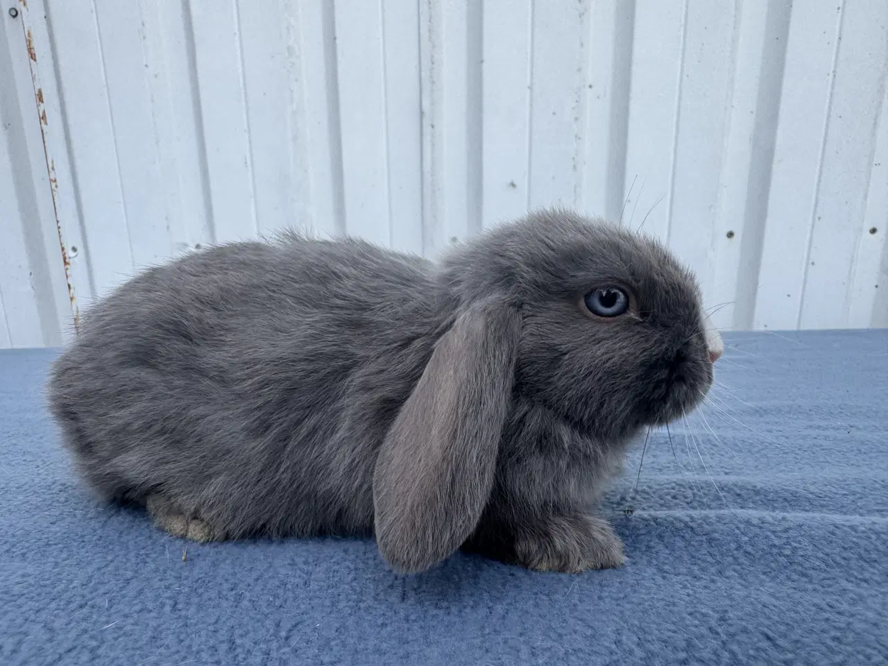 Billede 6 - Dværgvædder salgsklare hunner