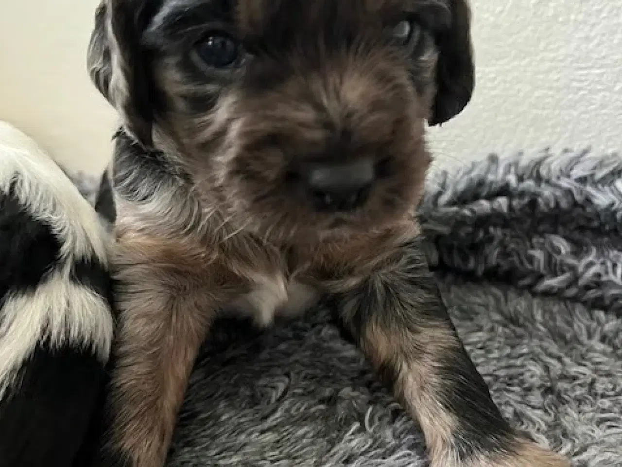 Billede 16 - Cockalier hvalpe med Aussie twist