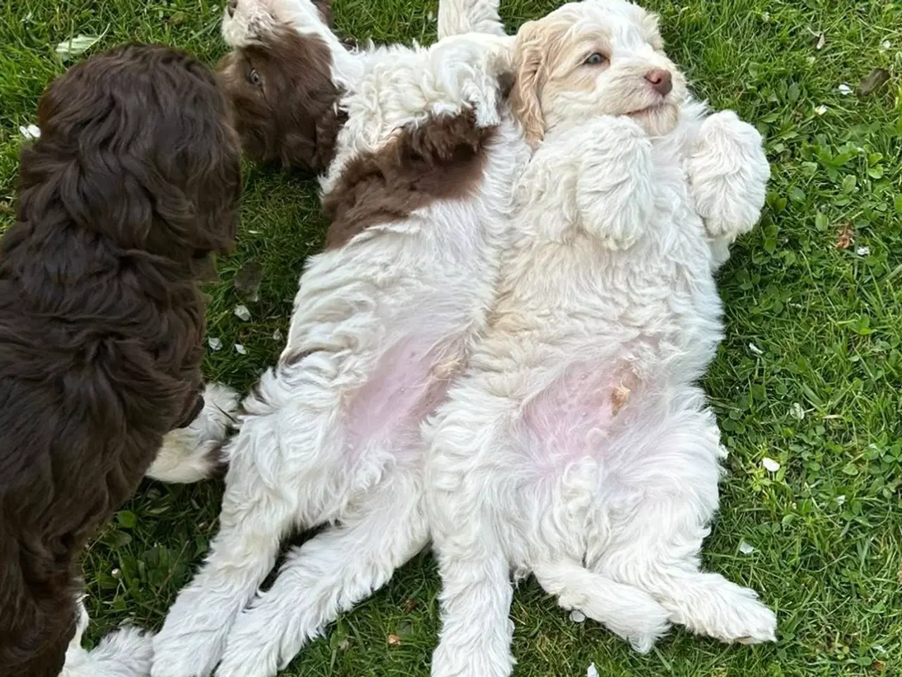 Billede 8 - Labradoodlehvalpe 2026