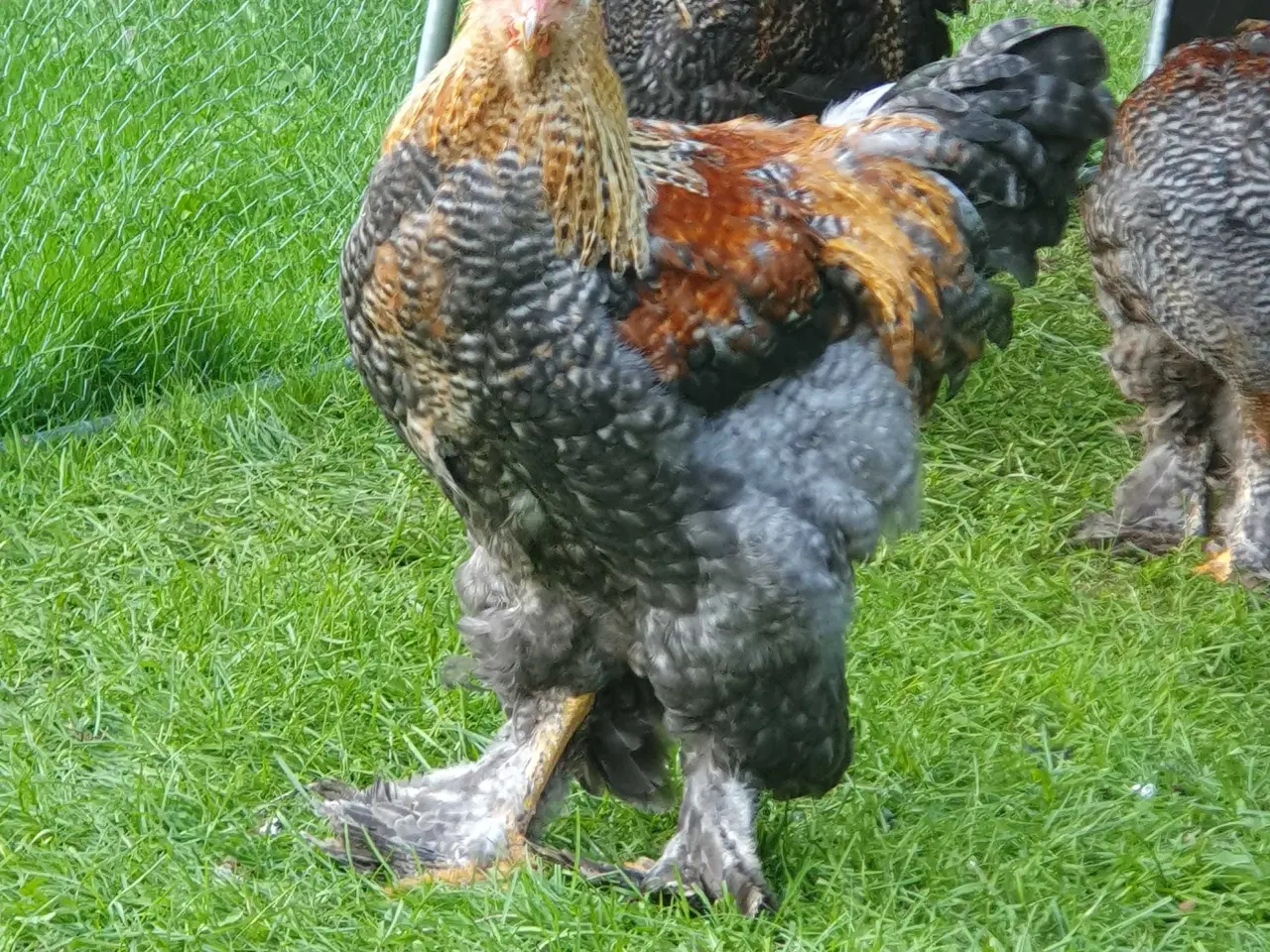 Billede 1 - Renracet Brahma 