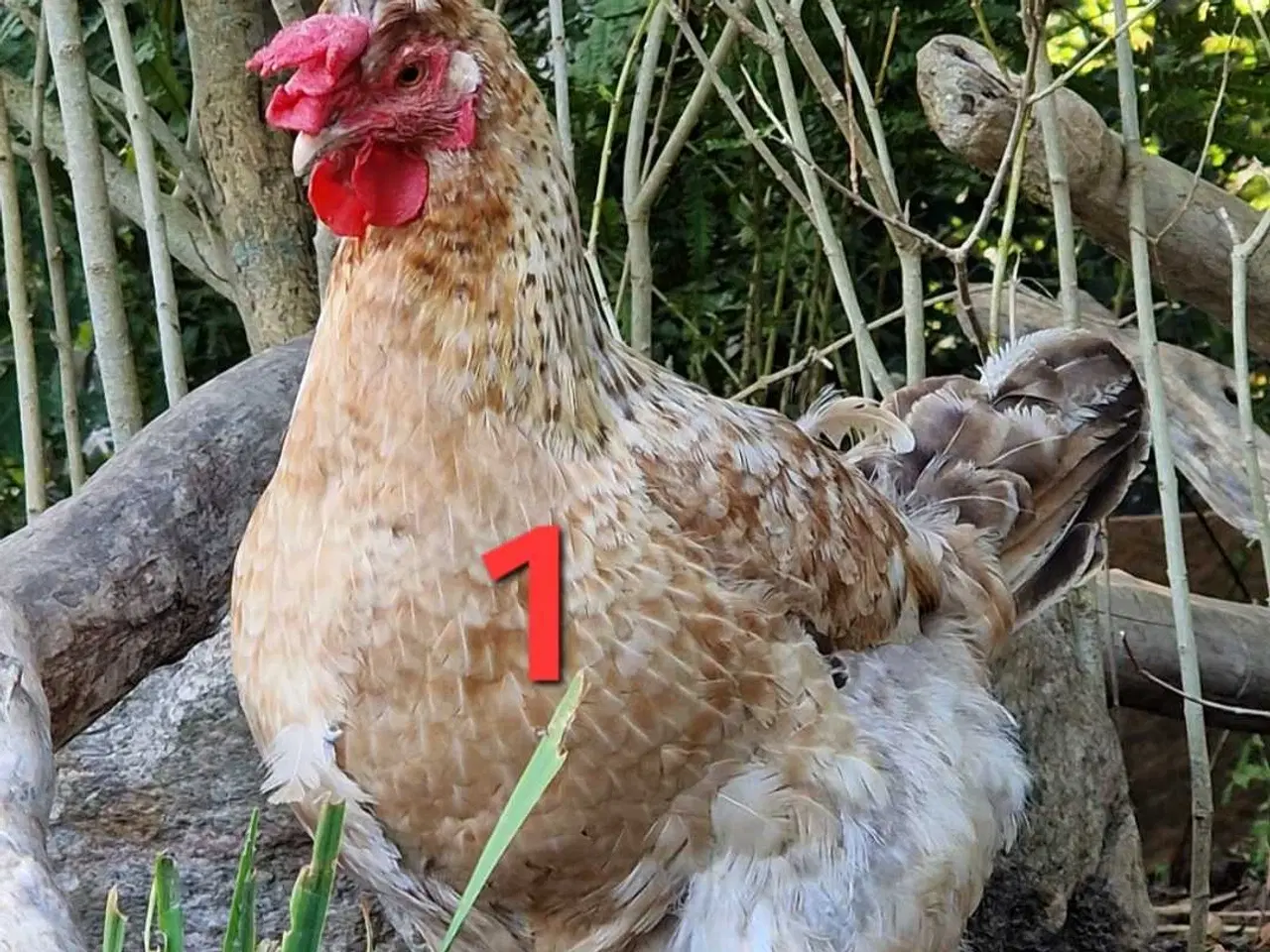 Billede 2 - 3 Høner søger nyt hjem. 