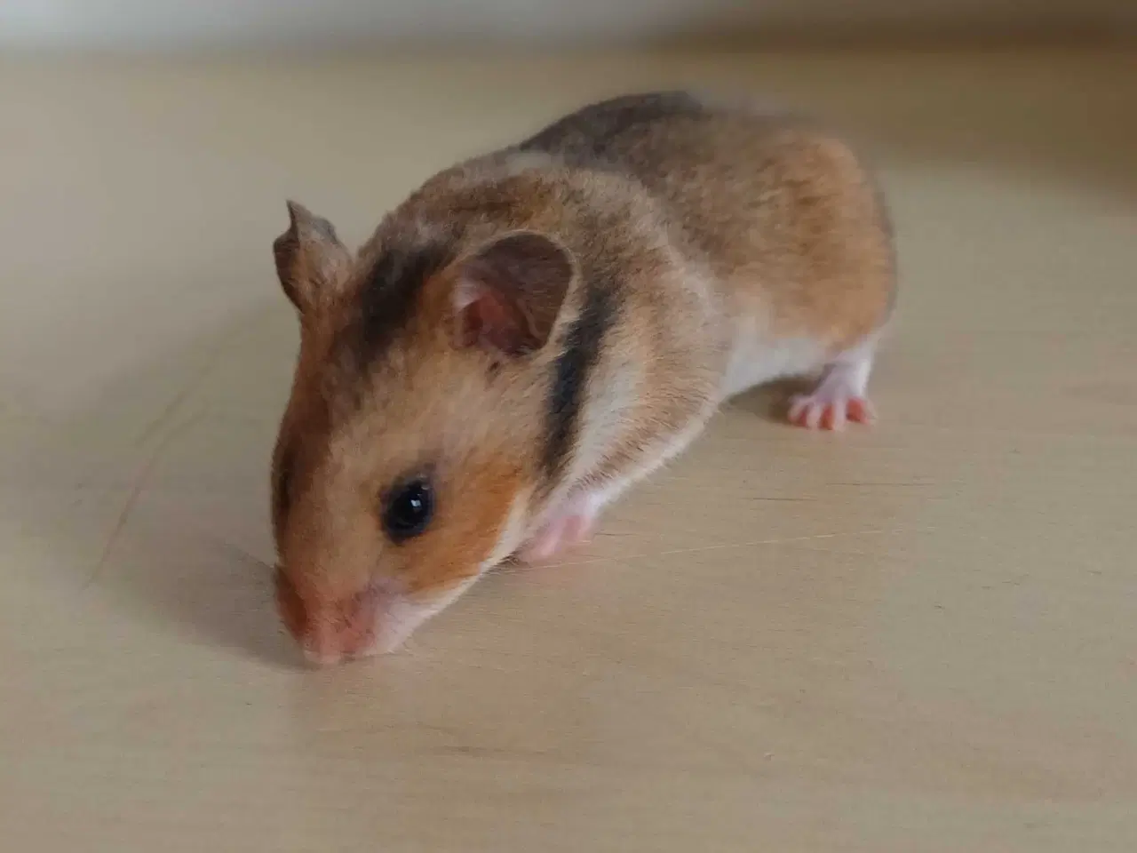 Billede 2 - Guldhamster unger