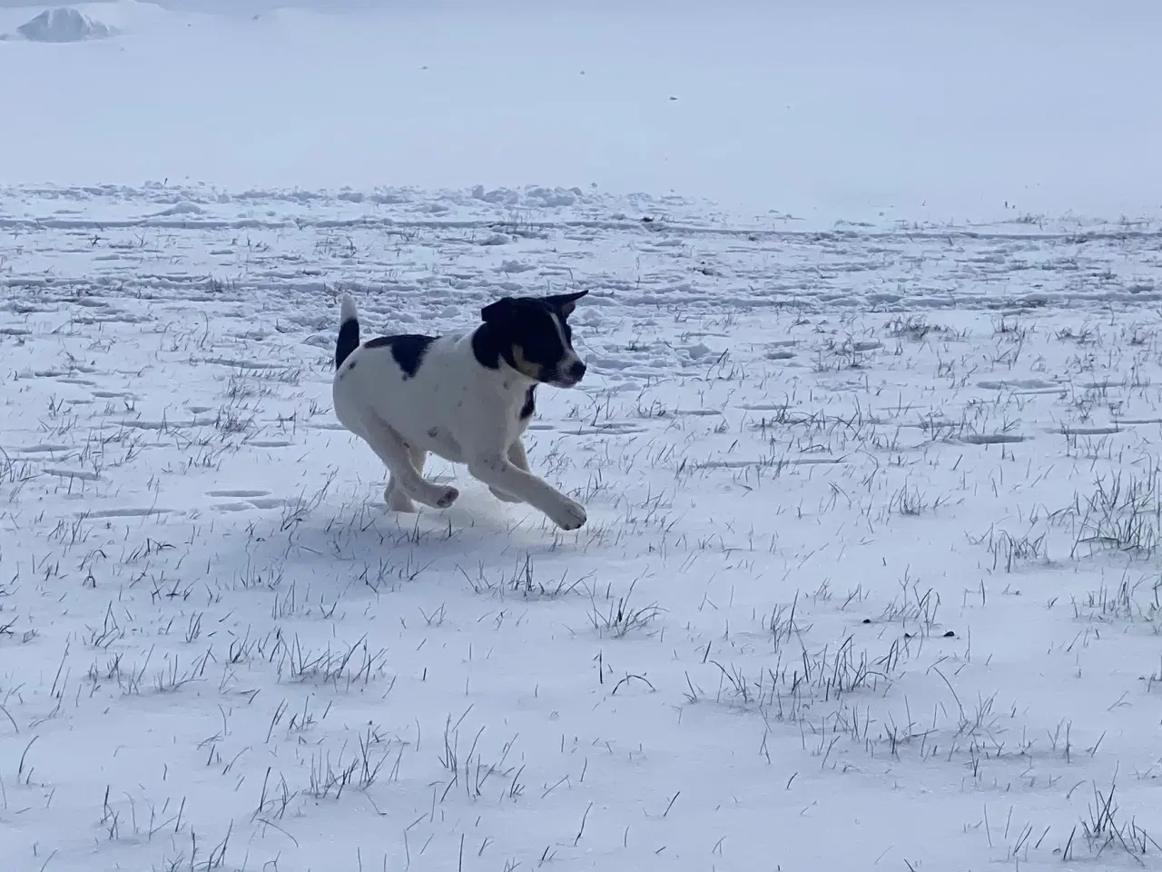 Billede 10 - Dansksvensk gårdhund til salg