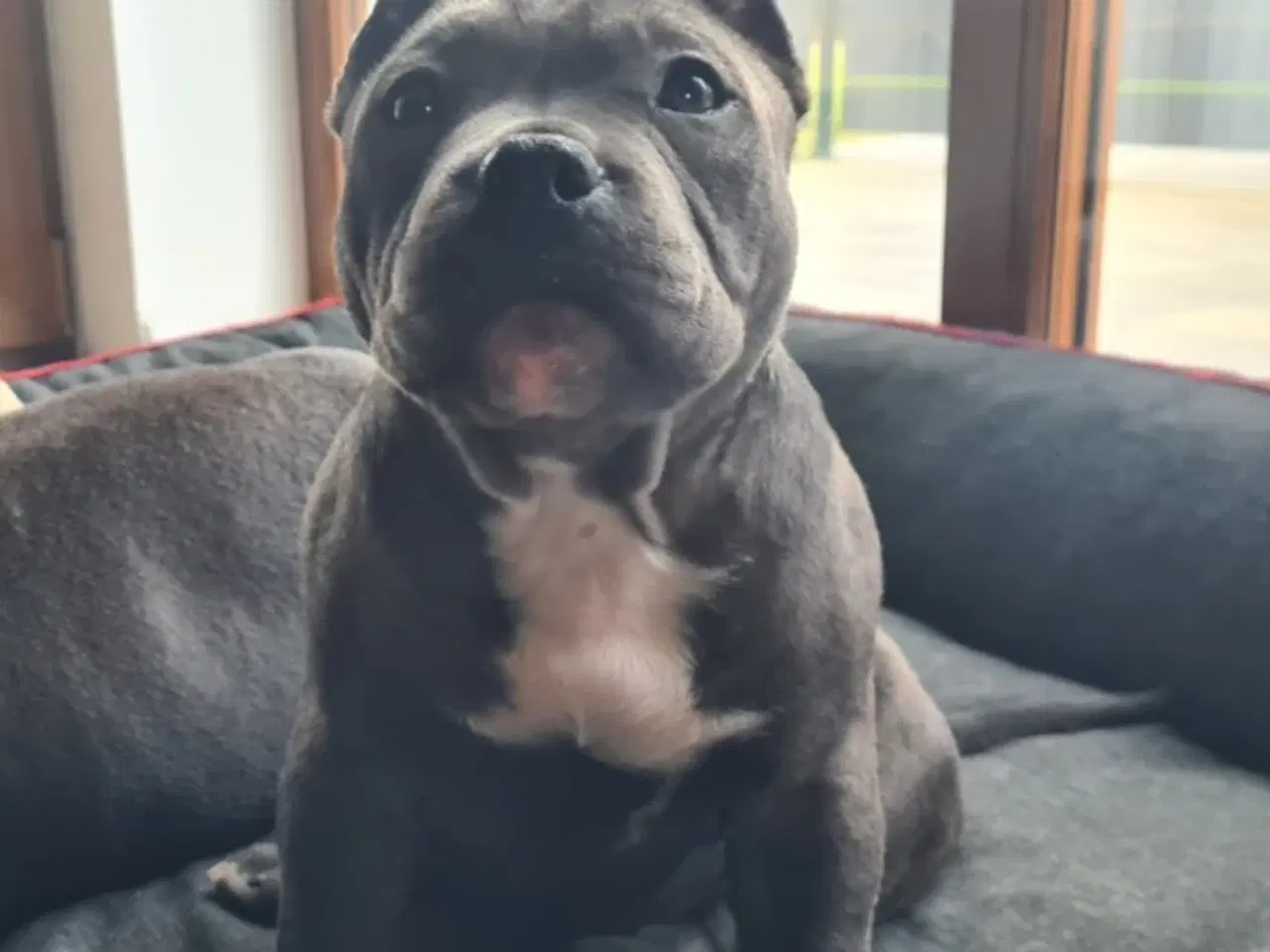 Billede 5 - American bully pocket abkc Pige 