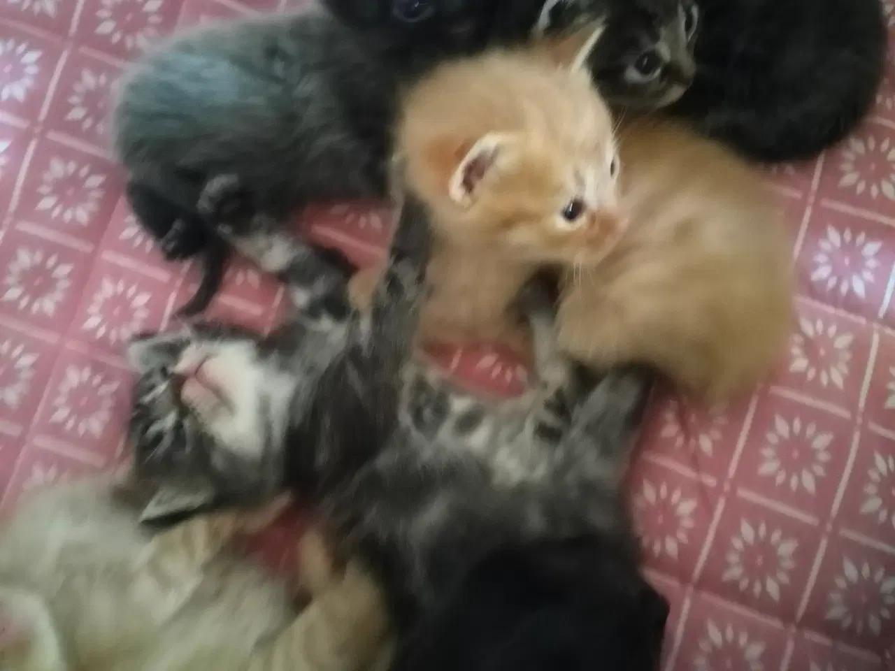 Billede 6 - Killinger Ragdoll/ marinecoon blanding