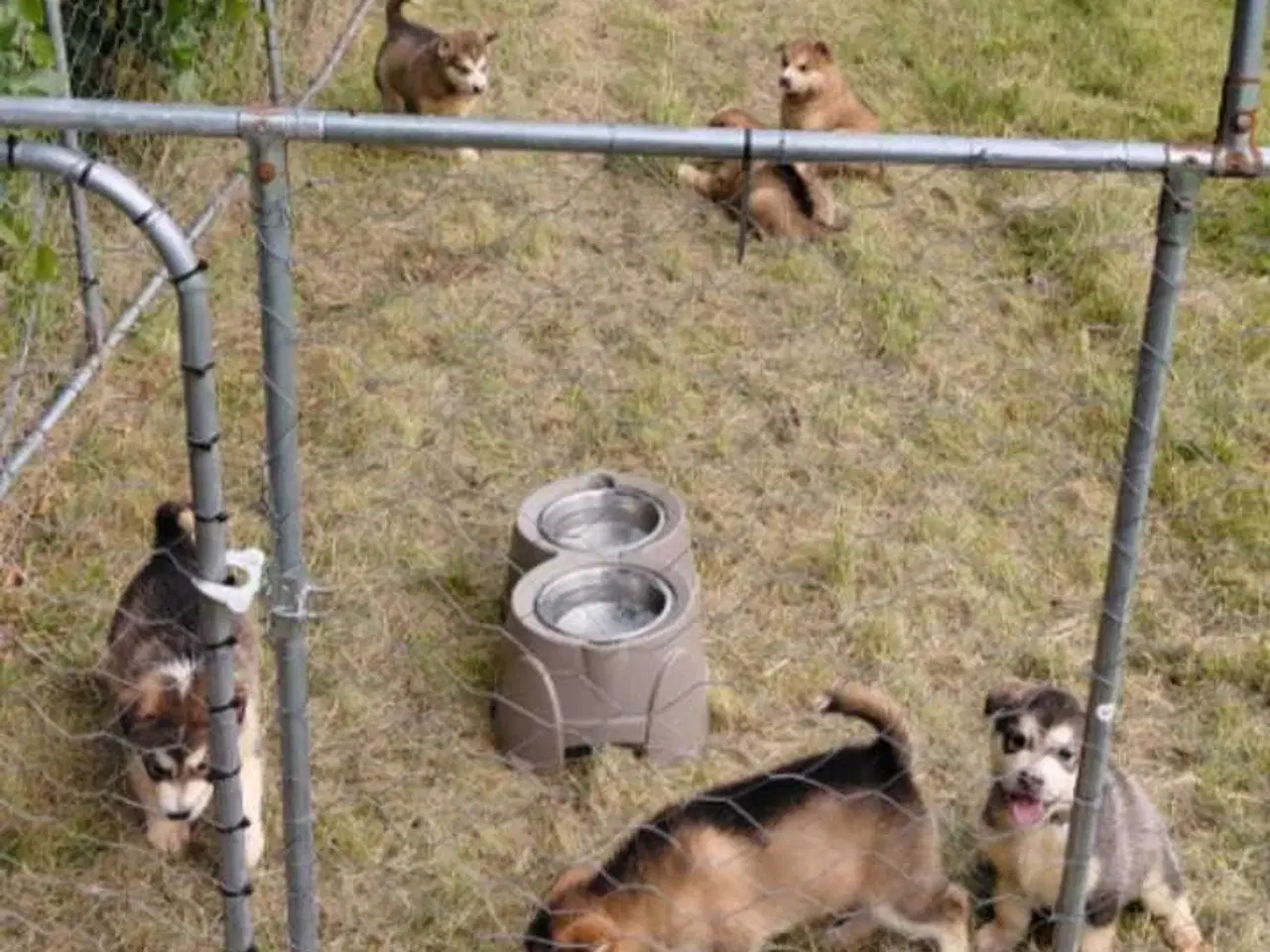 Billede 4 - Alaskan malamute hvalpe 