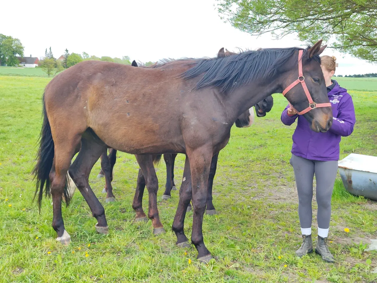 Billede 4 - Oldenborg/fuldblod vallak