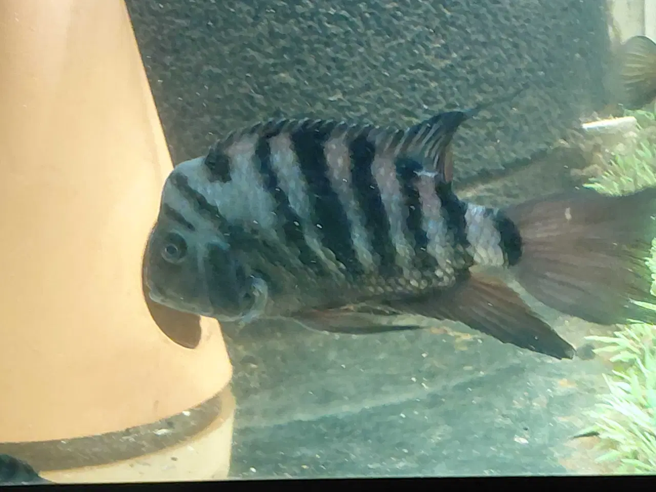 Billede 9 - zebra cichlider