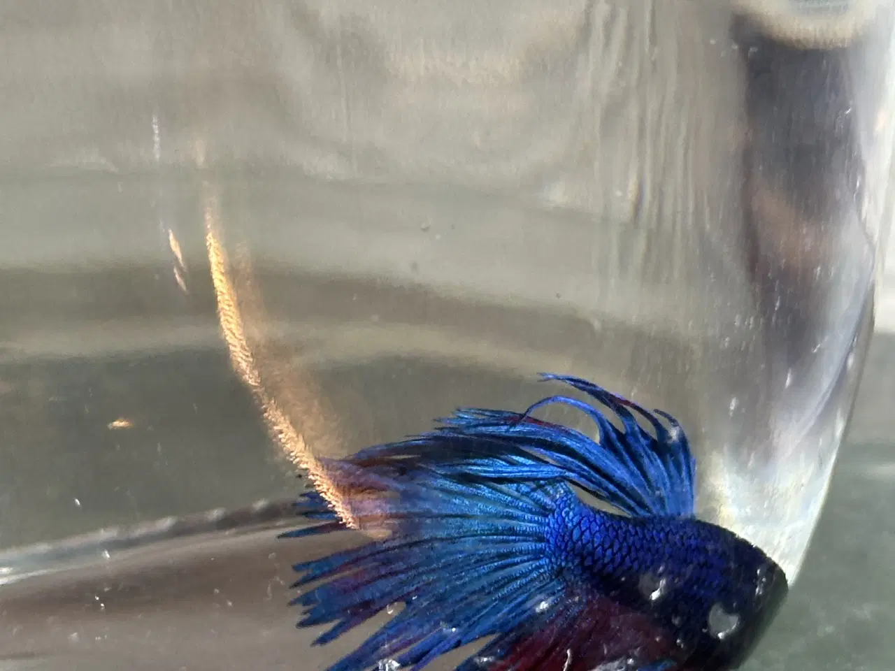 Billede 4 - Crowntail han 