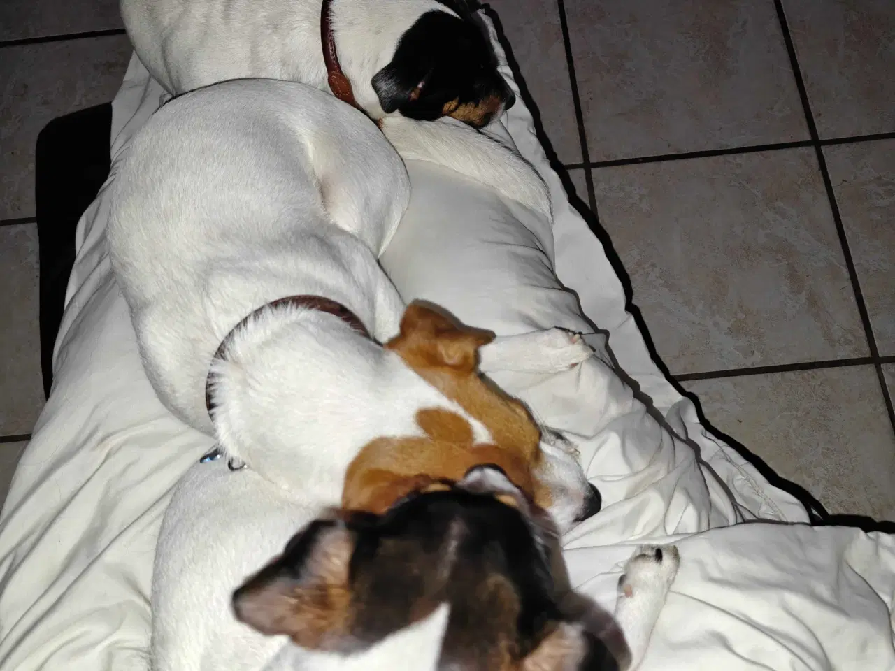 Billede 8 - Jack Russell Terrier Han