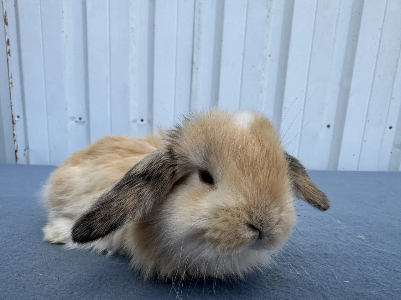 Billede 3 - Dværgvædder/Mini lop hunkanin 