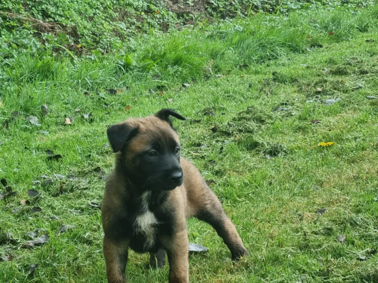 Billede 3 - Hvalpe Renracet Malinois Belgisk hyrdehund