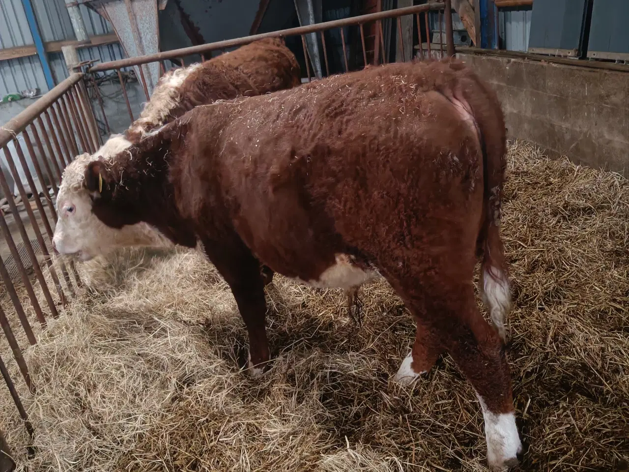 Billede 1 - Hereford tyr 