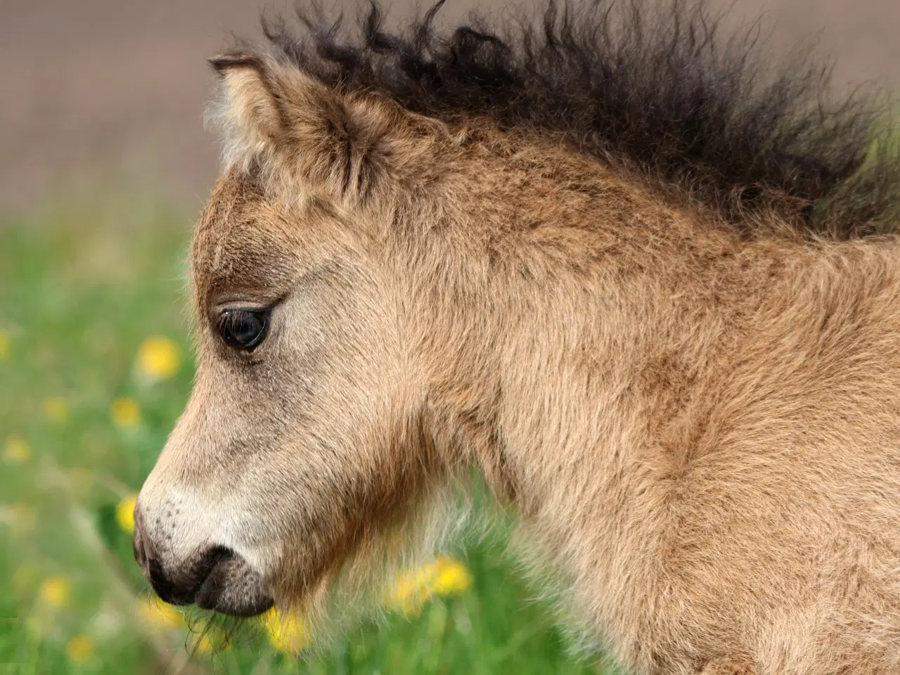 Billede 8 - Buckskin shetlandspony hingsteføl fra 25. 