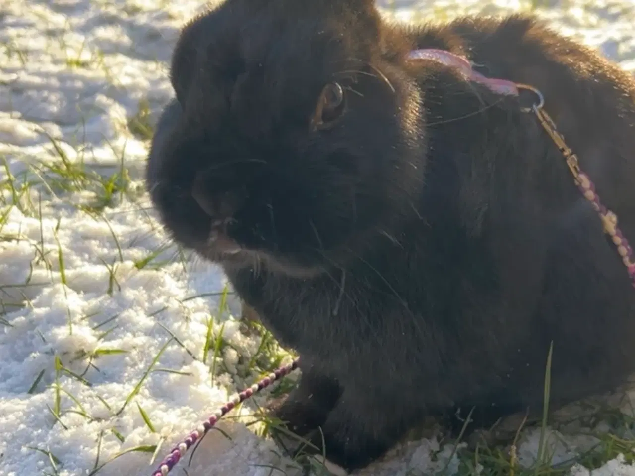 Billede 1 - Parrings kanin