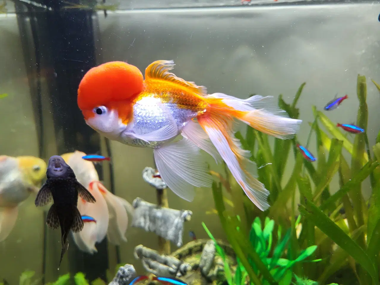 Billede 4 - 3 stk. Store slørhale 150 kr.