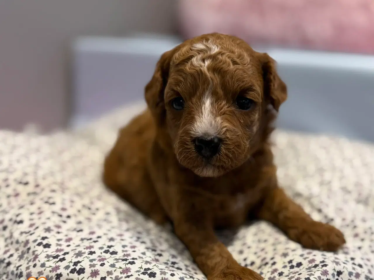 Billede 3 - Maltipoo