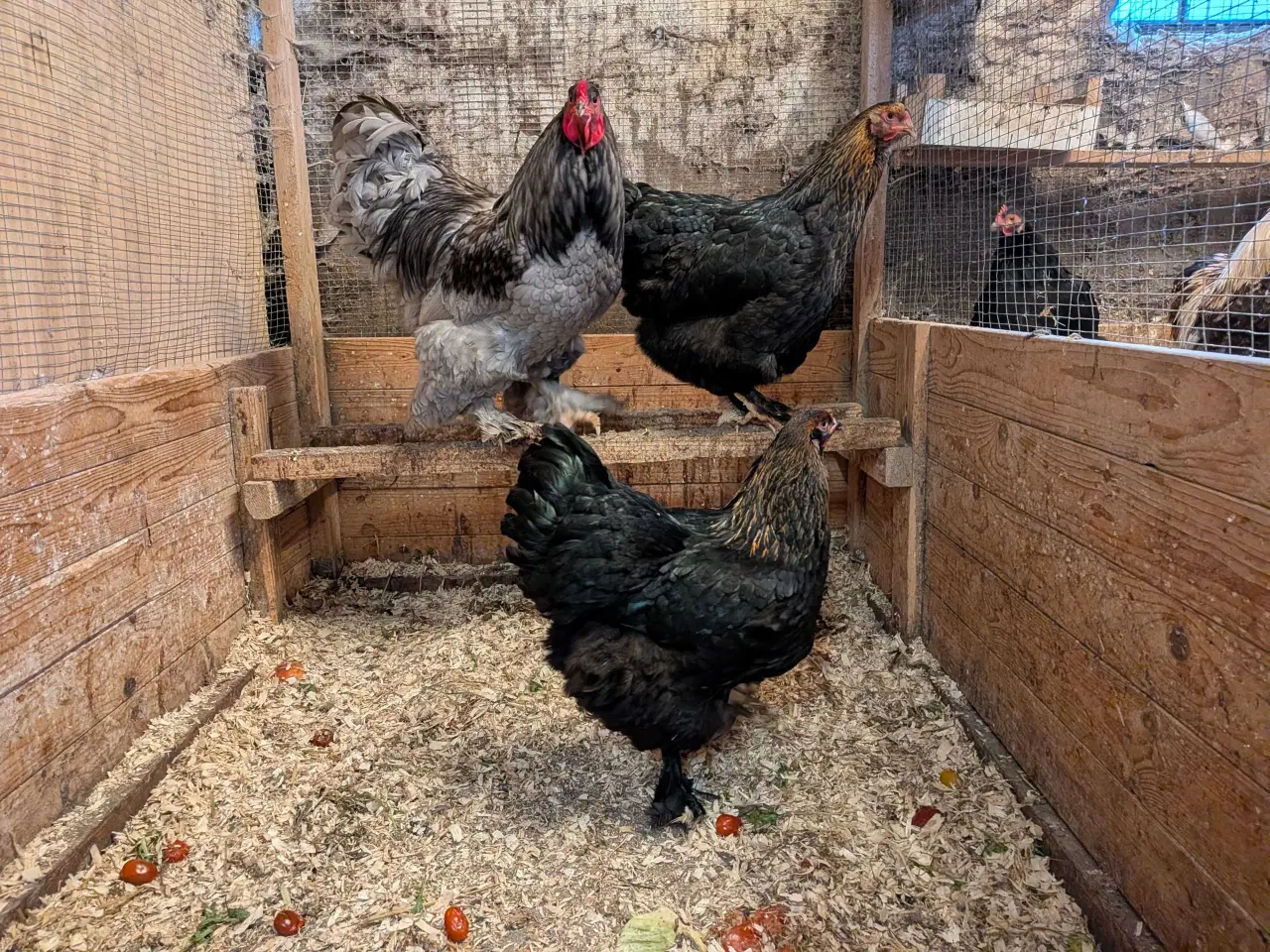 Billede 1 - 1.2 hygge høns til haven