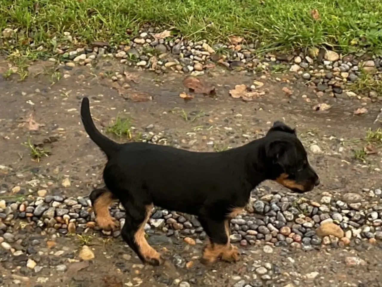 Billede 8 - Tysk Jagtterrier hvalpe salgsklar - 2 hanner