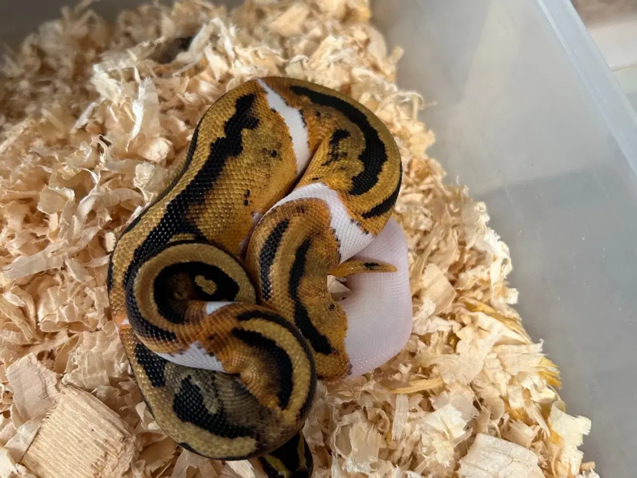 Billede 2 - 0.2 pied pos het albino