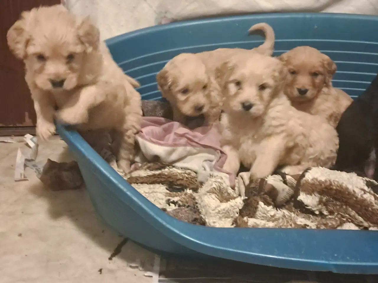 Billede 3 - De sødeste skønneste blandingshvalpe