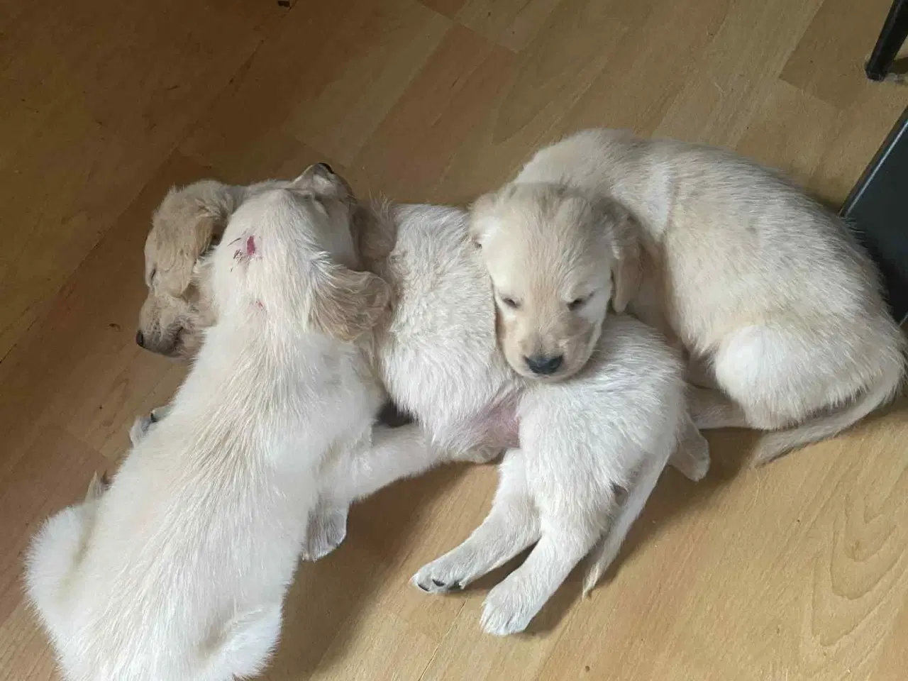 Billede 9 - Golden retriever hvalpe
