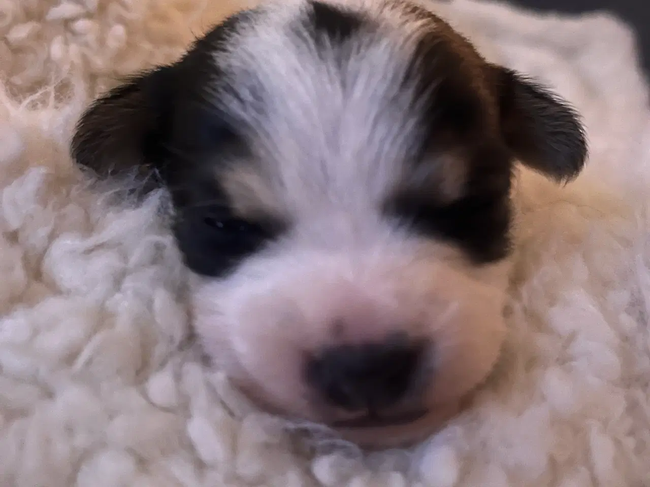 Billede 1 - Sød lille pige